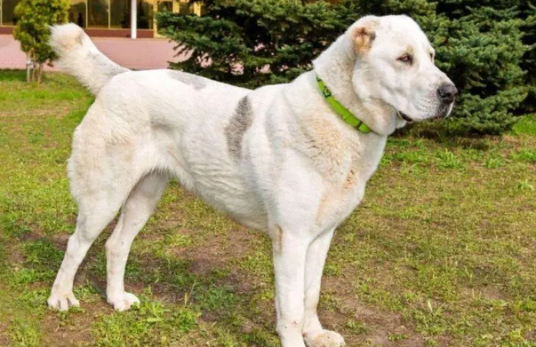 中亚牧羊犬15000一只