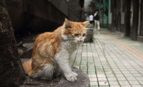 流浪猫领养需要注意哪些问题?抱养流浪猫需要注意什么 流浪猫领养需要注意哪些问题?抱养流浪猫需要注意什么