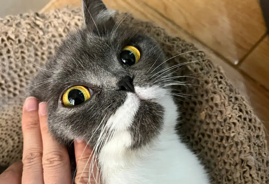猫咪只有一个蛋蛋，就没必要绝育了？隐睾的危害了解一下