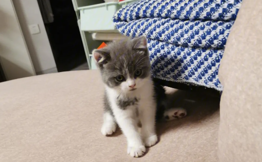 猫咪传染性腹膜炎和细菌性腹膜炎区别是什么? 猫咪传染性腹膜炎和细菌性腹膜炎区别是什么?