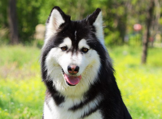 阿拉斯加犬应如何喂养?阿拉斯加犬雪橇犬饲养标准!