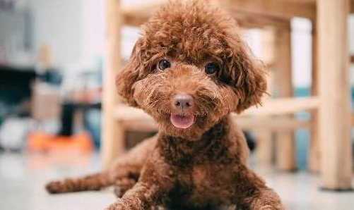 泰迪犬站立该如何训练？看了以后你能如梦初醒！