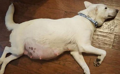 狗狗怀孕周期有多久？