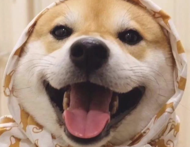 养柴前必备的柴犬喂养秘笈！
