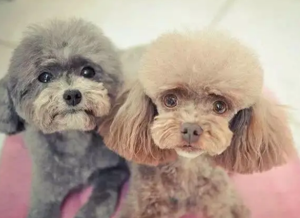贵宾犬养得好不好，看这几个部位就一目了然