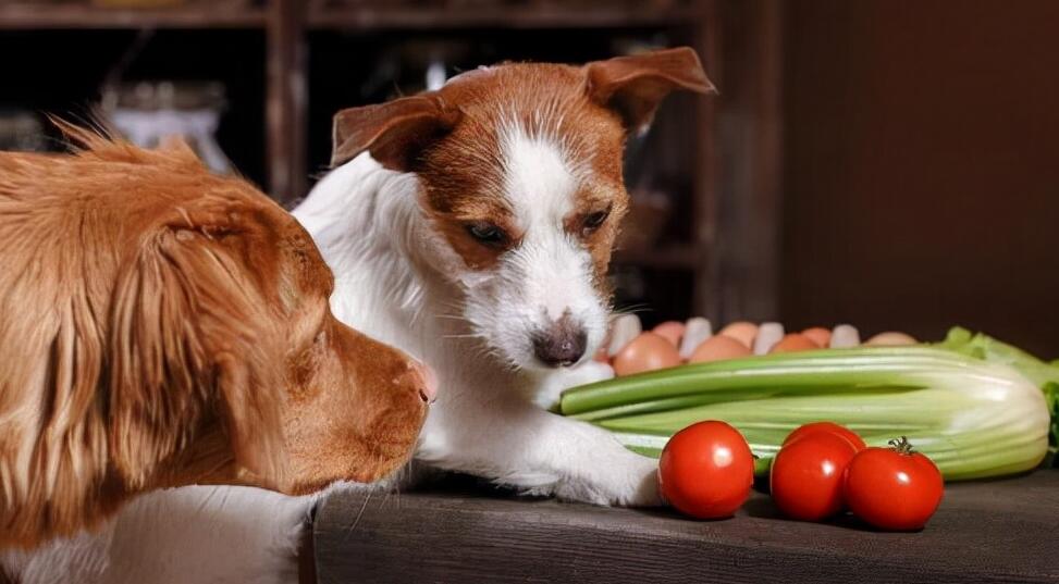 狗饮食禁忌：36种食物不利于狗的健康