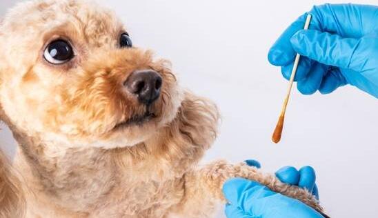 狗狗外伤性可用云南白药吗？