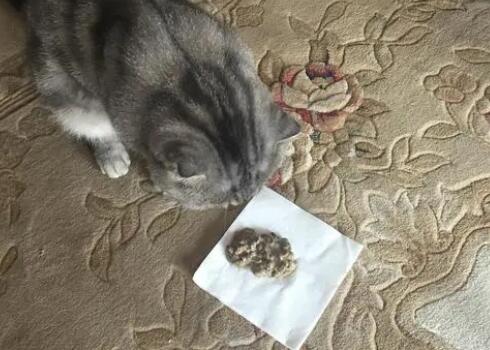 猫咪常见呕吐问题全攻略 猫咪常见呕吐问题全攻略