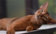 阿比西尼亚猫什么价位