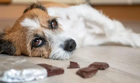 狗狗吃了少量巧克力怎么办啊