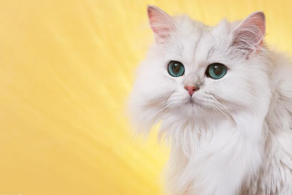主人出差，放了一堆猫粮，让猫咪独立生活