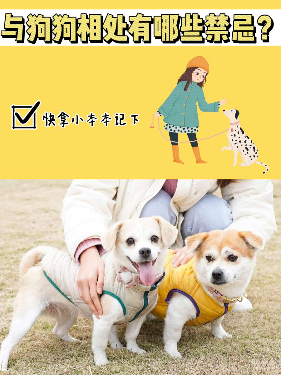 你知道与狗狗相处有哪些禁忌吗？