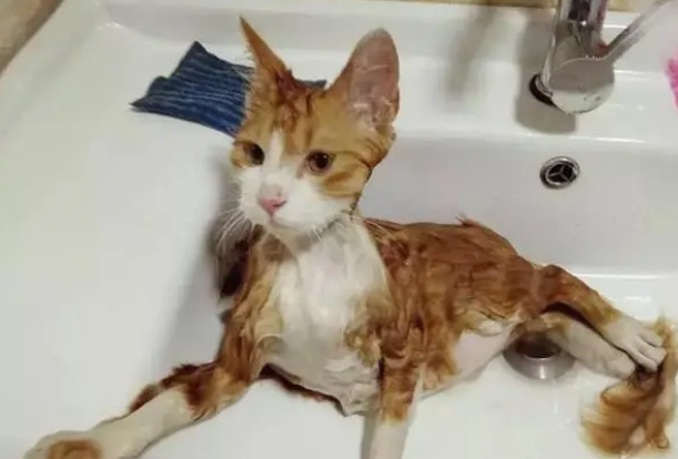 猫去宠物店洗澡多少钱