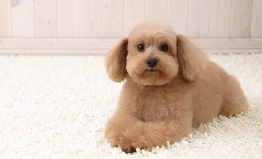 狗狗能经常吃肝脏吗? 狗狗能经常吃肝脏吗?
