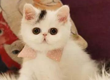 一文详解：猫猫皮肤病的原因以及预防
