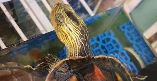 捡到花龟养着犯法吗 捡到花龟养着犯法吗