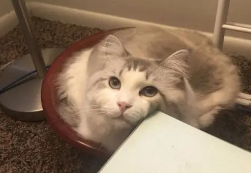 猫咪的耳朵竖下来怎么回事 猫咪的耳朵竖下来怎么回事