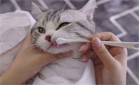 猫咪口臭怎么处理