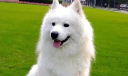 一文详解：驯服宠物犬学习简易技能