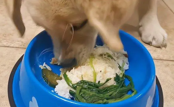 狗狗能吃饭吗为什么呢
