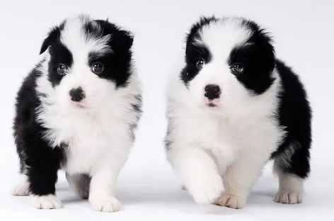 边牧犬长什么样子？