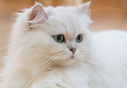 波斯猫中暑怎么办？铲屎官夏天的头等大事！
