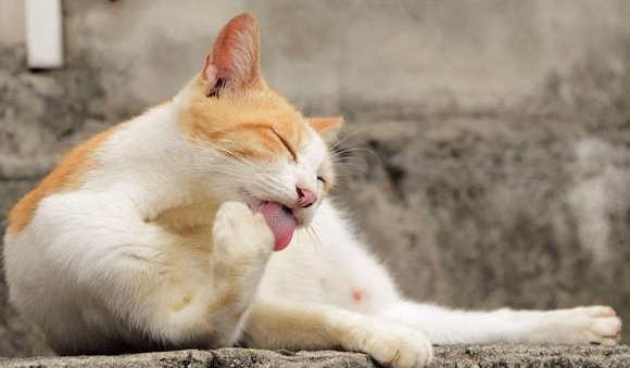 猫咪打呼噜的声音大该怎么办?猫咪喂养指南!