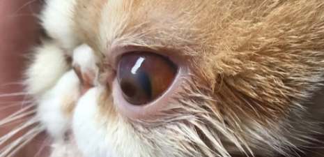 猫得了角膜炎怎么办？看这一篇就够了！