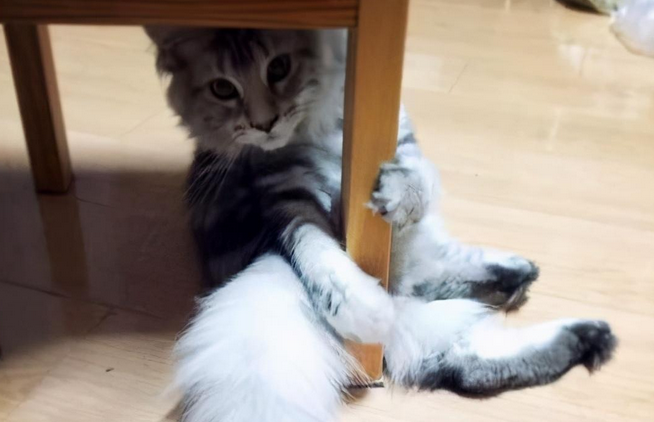 猫咪处于发情期，去给喵喂食时语塞：赶紧绝育了吧