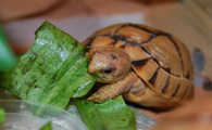 埃及陆龟是保护动物吗？