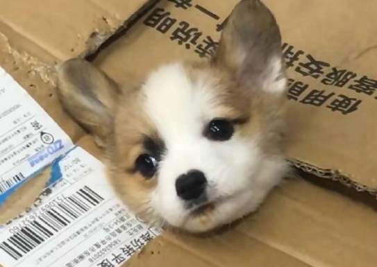 快递寄宠物会死吗 快递寄宠物会死吗