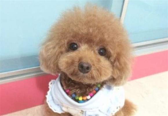 泰迪美容流程?3个月泰迪美容实例教程 泰迪美容流程?3个月泰迪美容实例教程