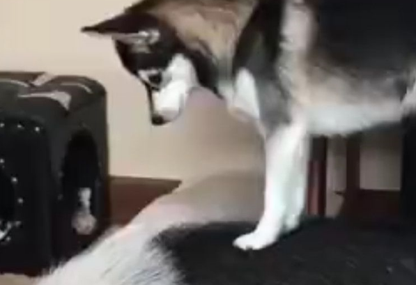 网友养了一只哈士奇和一只猪，每次为了叫猪起床