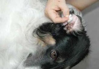 犬外耳炎如何治疗?不妨来看看吧 犬外耳炎如何治疗?不妨来看看吧