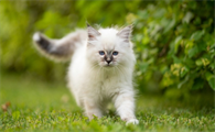 猫天天往外跑还养吗?要注意什么?