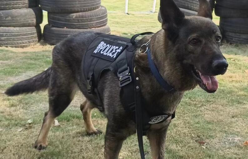 刑警在狗肉店发现自己的警犬 刑警在狗肉店发现自己的警犬