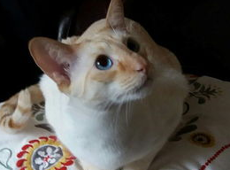 猫咪休克的急救方法,家庭必备! 猫咪休克的急救方法,家庭必备!