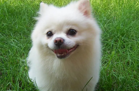 博美犬打疫苗的四个误区。
