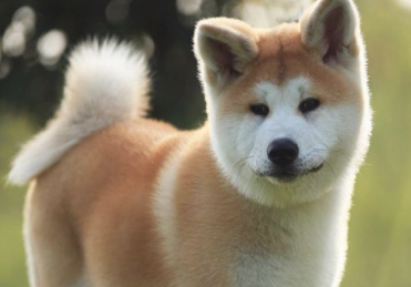秋田犬最好是的训练時间是什么时候？训练时要留意哪几个方面