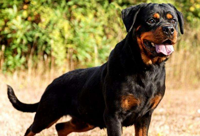 罗威纳犬图片价格