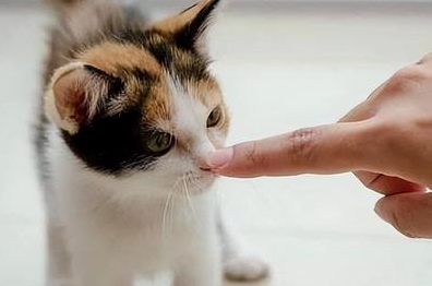 猫咪养不熟想扔了怎么办 猫咪养不熟想扔了怎么办