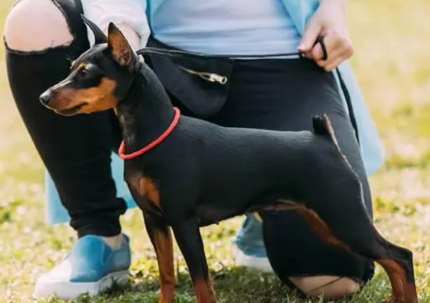 迷你杜宾犬的智商排名