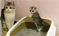 猫咪该怎么使用猫砂啊