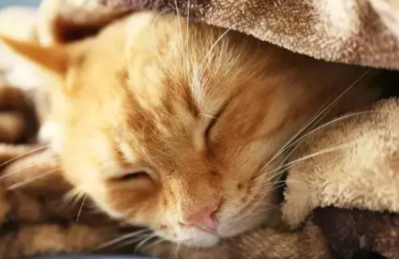 怎么判断猫咪是否发烧?猫咪发烧会自愈吗? 怎么判断猫咪是否发烧?猫咪发烧会自愈吗?