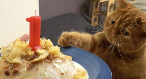 为什么猫猫不喜欢吃甜食?猫为什么爱吃甜食 为什么猫猫不喜欢吃甜食?猫为什么爱吃甜食