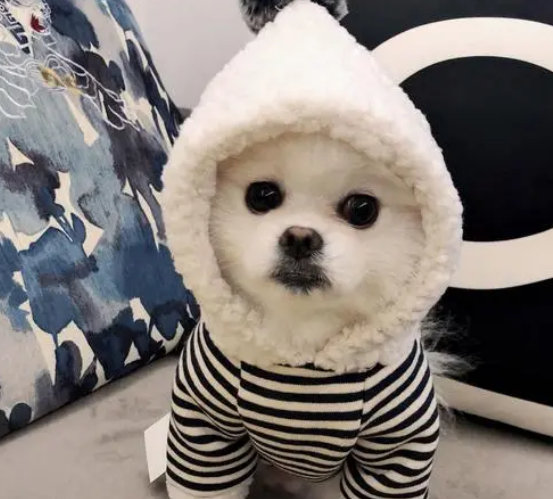 怎么让狗狗当淘宝模特