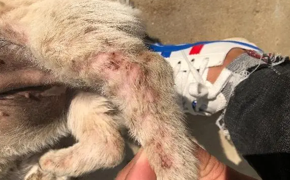 为什么狗狗脚上长虫了还痒
