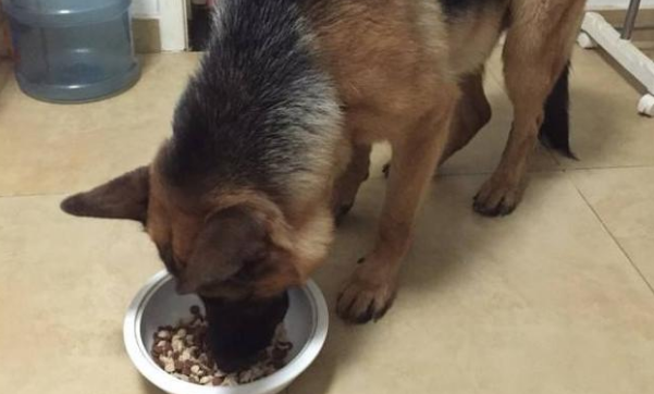 如何正确挑选德牧狗犬狗粮呢