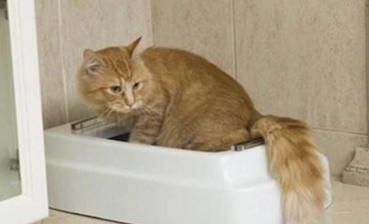 猫咪连续拉稀的原因 猫咪连续拉稀的原因