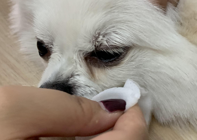 快来学！去除狗狗泪痕小妙招！